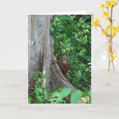 Natuur's originele boomknuffel in regenwoud kaart (Gele Bloem)