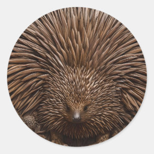 Natuur's Quill: De Australische Echidna in Hout, Ronde Sticker
