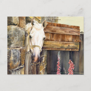 'Naughty Boy' wit paard in een schuur Briefkaart