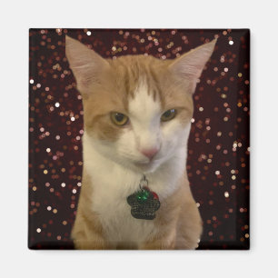 Naughty Cat Magneet