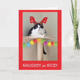 Naughty or Nice Funny Cat Christmas  Feestdagen Kaart