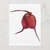 Naughty orchid briefkaart (Voorkant)