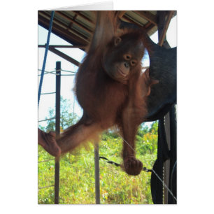 Naughty Primate Potty Break