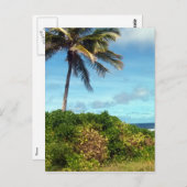 naurupalm briefkaart (Voorkant / Achterkant)