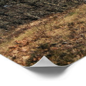 Nauset Lighthouse Poster (Hoek)