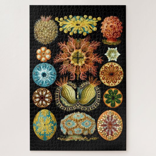 Nautical Ascidiae van Ernst Haeckel Legpuzzel (Verticaal)