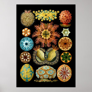 Nautical Ascidiae van Ernst Haeckel Poster