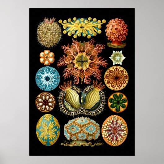  Nautical Ascidiae van Ernst Haeckel Poster (Voorkant)