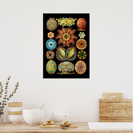 Nautical Ascidiae van Ernst Haeckel Poster (Keuken)