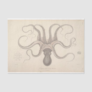 Nautical Octopus Script Ephemera-ontkoppeling Tissuepapier