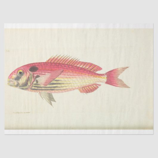 Nautical Pink Fish Ephemera Vintage ontkoppeling Tissuepapier (Voorkant)