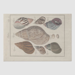 Nautical Sea Shells Ephemera ontkoppeling Frans Tissuepapier