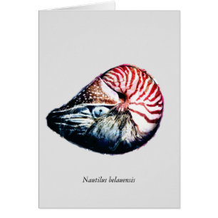 Nautilus belauensis