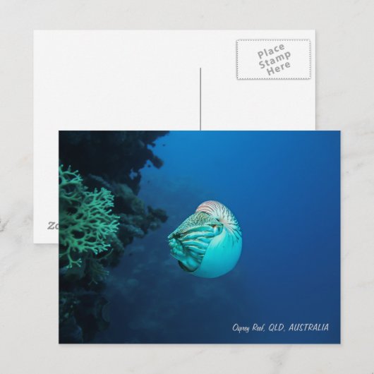 Nautilus Great Barrier Reef Coral Zee Briefkaart (Voorkant / Achterkant)