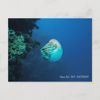 Nautilus Great Barrier Reef Coral Zee Briefkaart