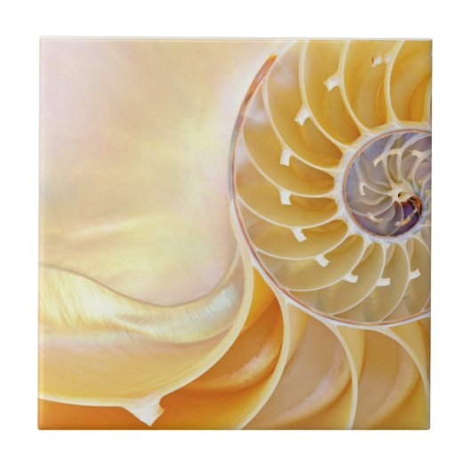 Nautilus keramische Tegel Tegeltje (Voorkant)