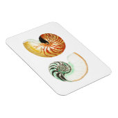 "NAUTILUS" SEALIFE SEASHELL FOTO MAGNET MAGNEET (Rechterzijde)