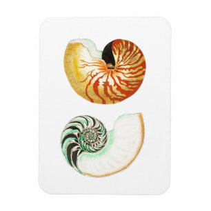 "NAUTILUS" SEALIFE SEASHELL PHOTO MAGNET MAGNEET