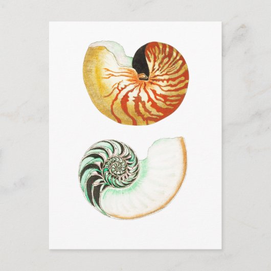 "NAUTILUS" SEASHELL-BRIEFKAART BRIEFKAART (Voorkant)