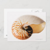 Nautilus seashell (Nautilus stenomphalus) Briefkaart (Voorkant / Achterkant)