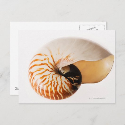Nautilus seashell (Nautilus stenomphalus) Briefkaart (Voorkant / Achterkant)