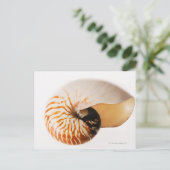 Nautilus seashell (Nautilus stenomphalus) Briefkaart (Staand voorkant)