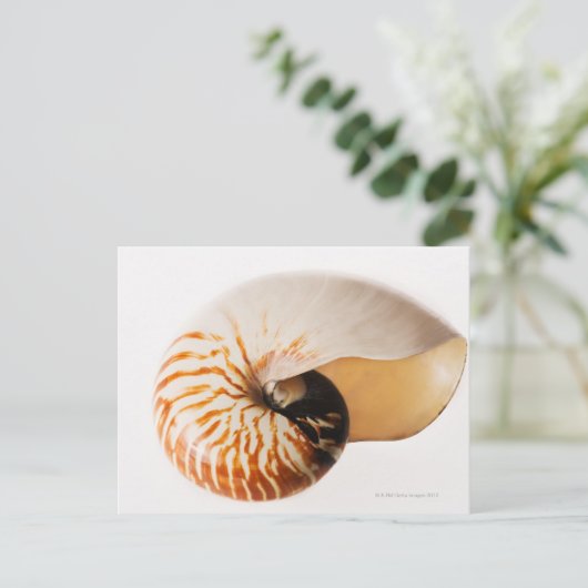 Nautilus seashell (Nautilus stenomphalus) Briefkaart (Staand voorkant)