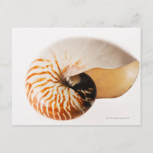 Nautilus seashell (Nautilus stenomphalus) Briefkaart