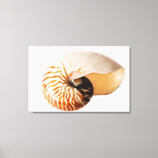 Nautilus seashell (Nautilus stenomphalus) Canvas Afdruk (Voorkant)