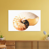 Nautilus seashell (Nautilus stenomphalus) Canvas Afdruk (Insitu (Woonkamer))