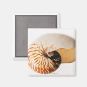Nautilus seashell (Nautilus stenomphalus) Magneet (Voorkant / Achterkant)