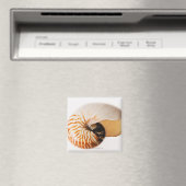 Nautilus seashell (Nautilus stenomphalus) Magneet (Insitu (Vaatwasser))