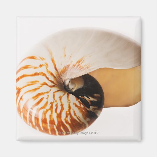 Nautilus seashell (Nautilus stenomphalus) Magneet (Voorkant)