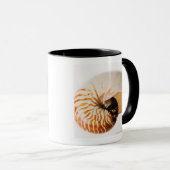 Nautilus seashell (Nautilus stenomphalus) Mok (Voorkant rechts)