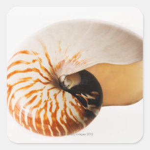 Nautilus seashell (Nautilus stenomphalus) Vierkante Sticker