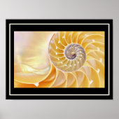 Nautilus seashell Poster (Voorkant)