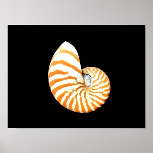 Nautilus Seashell poster (Voorkant)