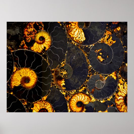 Nautilus shell abstract zee fossiel patroon poster (Voorkant)