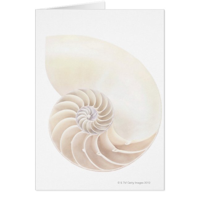 Nautilus shell, close-up (Voorkant)