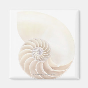 Nautilus shell, close-up magneet