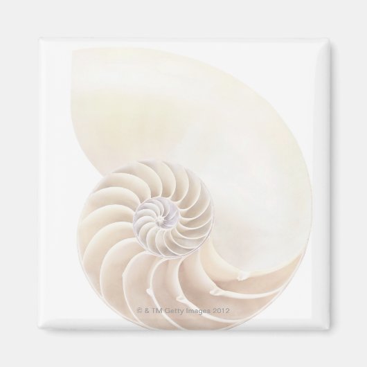 Nautilus shell, close-up magneet (Voorkant)