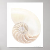 Nautilus shell, close-up poster (Voorkant)