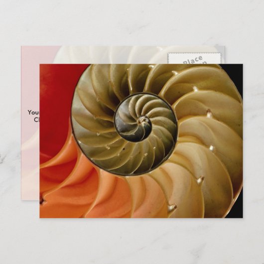 Nautilus shell Foto Briefkaart (Voorkant / Achterkant)
