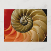 Nautilus shell Foto