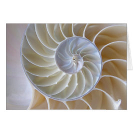 Nautilus Shell Gouden Spiraal Foto