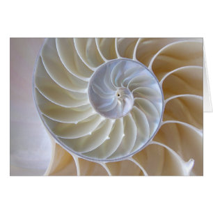 Nautilus Shell Gouden Spiraal Foto