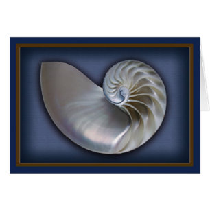 Nautilus Shell horizontaal 2