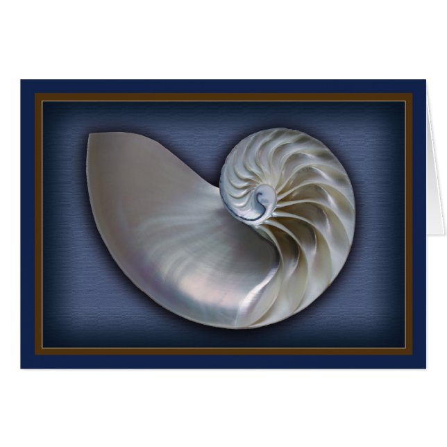 Nautilus Shell horizontaal 2 (Voorkant Horizontaal)