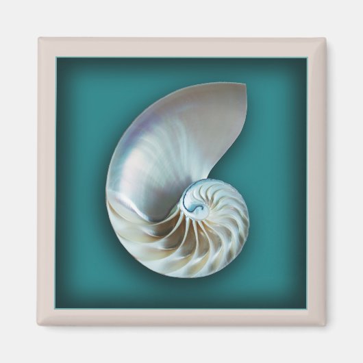 Nautilus shell magneet (Voorkant)