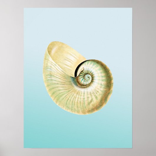 Nautilus shell poster (Voorkant)